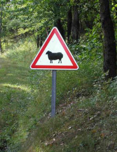 moutons et border collie